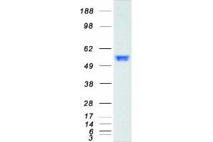 Western Blotting (WB) image for SMAD, Mothers Against DPP Homolog 2 (SMAD2) (Transcript Variant 1) protein (Myc-DYKDDDDK Tag) (ABIN2732219)