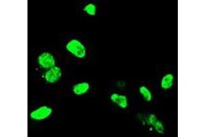 Anti-ELK3 mouse monoclonal antibody (ABIN2455070) immunofluorescent staining of COS7 cells transiently transfected by pCMV6-ENTRY ELK3 (RC203114). (ELK3 抗体)