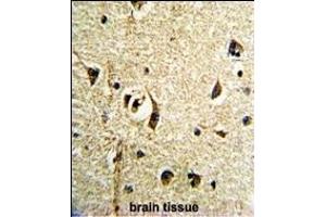 Formalin-fixed and paraffin-embedded human brain tissue reacted with FTO Antibody (N-term), which was peroxidase-conjugated to the secondary antibody, followed by DAB staining. (FTO 抗体  (N-Term))