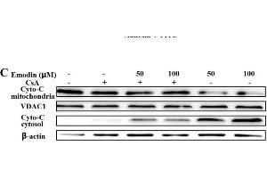 Western blot analysis of VDAC1 expression in Hela cell lysate (VDAC1 抗体  (C-Term))