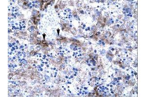 Image no. 1 for anti-Activated RNA Polymerase II Transcriptional Coactivator p15 (SUB1) (AA 62-111) antibody (ABIN307416) (SUB1 抗体  (AA 62-111))