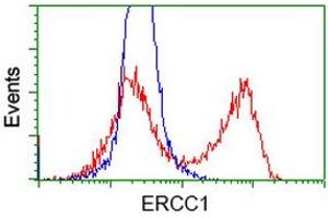 HEK293T cells transfected with either RC200478 overexpress plasmid (Red) or empty vector control plasmid (Blue) were immunostained by anti-ERCC1 antibody (ABIN2453822), and then analyzed by flow cytometry. (ERCC1 抗体)