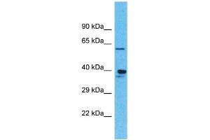Western Blotting (WB) image for anti-Olfactory Receptor, Family 4, Subfamily K, Member 1 (OR4K1) (C-Term) antibody (ABIN2791739) (OR4K1 抗体  (C-Term))