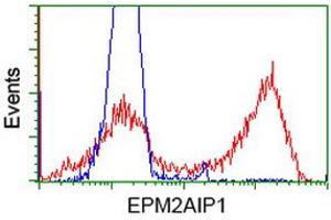 HEK293T cells transfected with either RC209239 overexpress plasmid (Red) or empty vector control plasmid (Blue) were immunostained by anti-EPM2AIP1 antibody (ABIN2452999), and then analyzed by flow cytometry. (EPM2AIP1 抗体)
