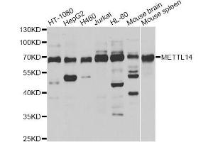 Western blot analysis of extracts of various cell lines, using METTL14 antibody (ABIN5996020) at 1/1000 dilution. (METTL14 抗体)