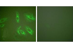 Peptide - +Immunofluorescence analysis of HeLa cells, using Gastrin antibody (#C0205). (Gastrin 抗体)