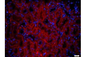 Paraformaldehyde-fixed, paraffin embedded rat kidney tissue, Antigen retrieval by boiling in sodium citrate buffer(pH6) for 15min, Block endogenous peroxidase by 3% hydrogen peroxide for 30 minutes, Blocking buffer (normal goat serum) at 37°C for 20min, Antibody incubation with Rabbit Anti-IGSF9 Polyclonal Antibody, Unconjugated  at 1:500 overnight at 4°C, followed by a conjugated secondary and DAPI staining (IGSF9 抗体)