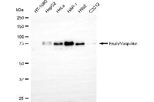 anti-Ena-Vasodilator Stimulated Phosphoprotein (EVL) antibody