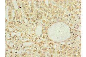 Immunohistochemistry of paraffin-embedded human adrenal gland tissue using ABIN7150520 at dilution of 1:100 (DNAJB4 抗体  (AA 1-337))