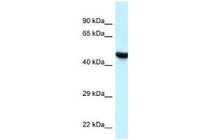 Western Blot showing HYAL3 antibody used at a concentration of 1 ug/ml against MCF7 Cell Lysate (HYAL3 抗体  (C-Term))