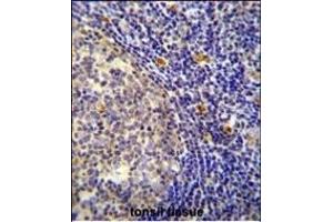 YDJC Antibody (Center) (ABIN654597 and ABIN2844297) immunohistochemistry analysis in formalin fixed and paraffin embedded human tonsil tissue followed by peroxidase conjugation of the secondary antibody and DAB staining. (YdjC 抗体  (AA 169-198))
