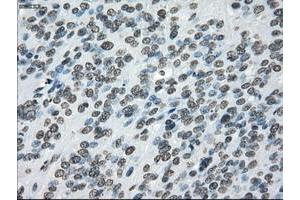 Image no. 12 for anti-P450 (Cytochrome) Oxidoreductase (POR) antibody (ABIN1497746) (POR 抗体)