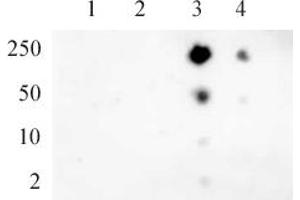 RNA pol II CTD phospho Ser5 pAb tested by dot blot analysis. (Rpb1 CTD 抗体  (pSer5))