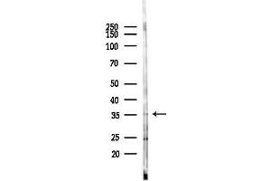 Western blot analysis of lysates from Hela cells(heat-shock 45 min treatment), using CYC1 Antibody at 1/1000 dilution.