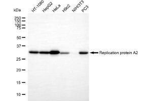 Western blotting analysis using replication protein A2 antibody (ABIN7800174).