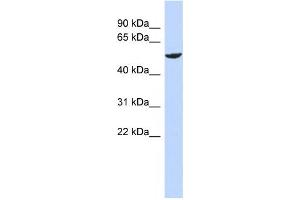 Western Blotting (WB) image for anti-Zinc Finger Protein 154 (ZNF154) antibody (ABIN2459143) (ZNF154 抗体)