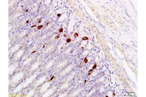 Formalin-fixed and paraffin embedded rat stomach tissue labeled with Anti-GRP Polyclonal Antibody, Unconjugated  at 1:400, followed by conjugation to the secondary antibody and DAB staining (Gastrin-Releasing Peptide 抗体  (AA 24-50))