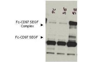Western blot using  Protein A purified anti-CD97 antibody shows detection of bands corresponding to free Fc-CD97- (5EGF) (lower arrowhead) and Fc-CD97- (5EGF) present as a complex (upper arrowhead) in lysates from COS cells. (CD97 抗体  (Extracellular Domain))