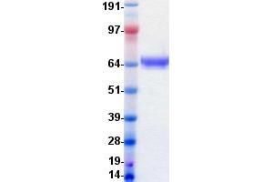 Western Blotting (WB) image for EPH Receptor A7 (EPHA7) protein (DYKDDDDK-His Tag) (ABIN2720242)
