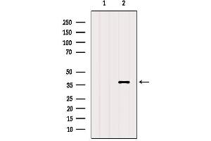 Western blot analysis of extracts from Mouse muscle, using RHO Antibody. (Rho-related GTP-binding protein 抗体)