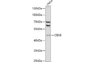 Western blot analysis of extracts of HeLa cells, using CBX6 antibody (ABIN6127558, ABIN6138026, ABIN6138027 and ABIN6221185) at 1:1000 dilution. (CBX6 抗体  (AA 80-180))