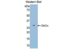 Western Blotting (WB) image for anti-Angiopoietin 2 (ANGPT2) (AA 269-496) antibody (ABIN1857996) (Angiopoietin 2 抗体  (AA 269-496))