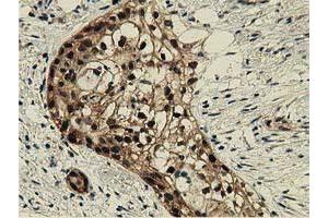 Immunohistochemistry (IHC) image for anti-DnaJ (Hsp40) Homolog, Subfamily A, Member 2 (DNAJA2) antibody (ABIN1497861) (DNAJA2 抗体)