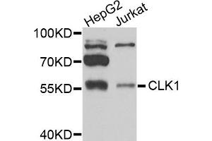 Western blot analysis of extracts of various cells, using CLK1 antibody. (CLK1 抗体)