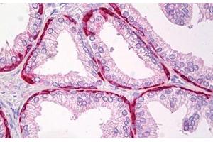 Anti-TRIP12 antibody IHC staining of human prostate. (TRIP12 抗体)