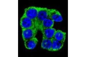 Immunofluorescence (IF) image for anti-Family with Sequence Similarity 96, Member A (FAM96A) (AA 116-146), (C-Term) antibody (ABIN952259)