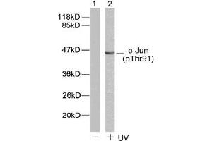 Image no. 1 for anti-Jun Proto-Oncogene (JUN) (pThr91) antibody (ABIN196647)