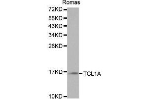 Western blot analysis of Ramos cell lysate using TCL1A antibody. (TCL1A 抗体  (AA 1-114))
