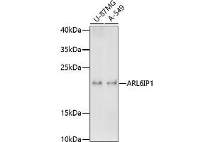 Western blot analysis of extracts of various cell lines, using IP1 antibody  at 1:1000 dilution. (ARL6IP1 抗体  (AA 1-100))