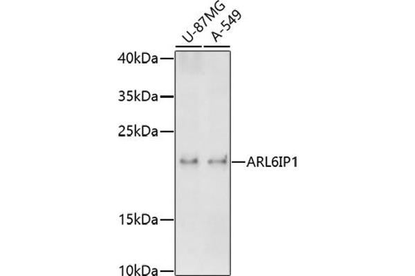 ARL6IP1 anticorps  (AA 1-100)