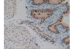IHC-P analysis of Mouse Vas Deferens Tissue, with DAB staining. (IRF2 抗体  (AA 1-349))