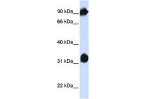 Image no. 1 for anti-Heat Shock 70kDa Protein 4 (HSPA4) (AA 36-85) antibody (ABIN6740952) (HSPA4 抗体  (AA 36-85))