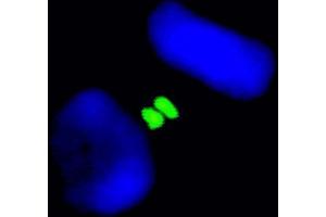 Immunofluorescence (IF) image for anti-Aurora Kinase B (AURKB) (C-Term) antibody (ABIN7448917)