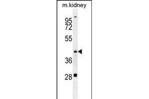 GOT1L1 Antibody (C-term) (ABIN655744 and ABIN2845190) western blot analysis in mouse kidney tissue lysates (35 μg/lane). (GOT1L1 抗体  (C-Term))