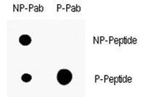 Dot blot analysis of p-p21 antibody. (p21 抗体  (pThr145))