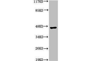 Western Blot analysis of HepG2 cells using Acrosin Polyclonal Antibody (Acrosin 抗体  (N-Term))