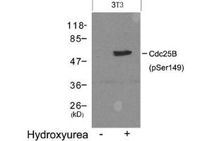 Western blot analysis of extracts from 3T3 cells untreated(lane 1) or treated with Hydroxyurea(lane 2) using Cdc25B(Phospho-Ser149) Antibody. (CDC25B 抗体  (pSer149))