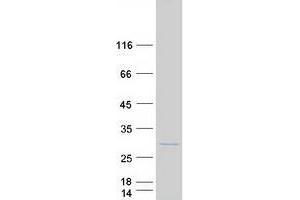 Validation with Western Blot (CHCHD3 Protein (Myc-DYKDDDDK Tag))