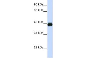 WB Suggested Anti-MAFA Antibody Titration:  0. (MAFA 抗体  (N-Term))