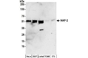 Western Blotting (WB) image for anti-Pro-Platelet Basic Protein (Chemokine (C-X-C Motif) Ligand 7) (PPBP) (AA 325-375) antibody (ABIN7450478)