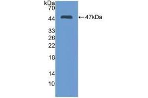 Detection of Recombinant MMP3, Mouse using Polyclonal Antibody to Matrix Metalloproteinase 3 (MMP3) (MMP3 抗体  (AA 100-477))