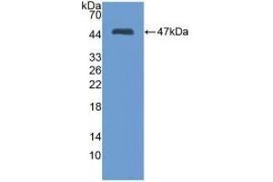 Detection of Recombinant MMP3, Mouse using Polyclonal Antibody to Matrix Metalloproteinase 3 (MMP3) (MMP3 抗体  (AA 100-477))