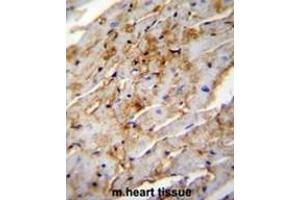 ALDH1L2 Antibody (C-term) immunohistochemistry analysis in formalin fixed and paraffin embedded mouse heart tissue followed by peroxidase conjugation of the secondary antibody and DAB staining.