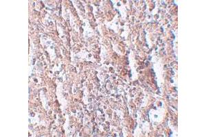 Immunohistochemical staining of human spleen cells with SLC39A5 polyclonal antibody  at 2. (SLC39A5 抗体  (Internal Region))