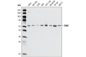 Western blot analysis using CHK2 mouse mAb against cell lysate from various cell types. (CHEK2 抗体  (AA 481-531))