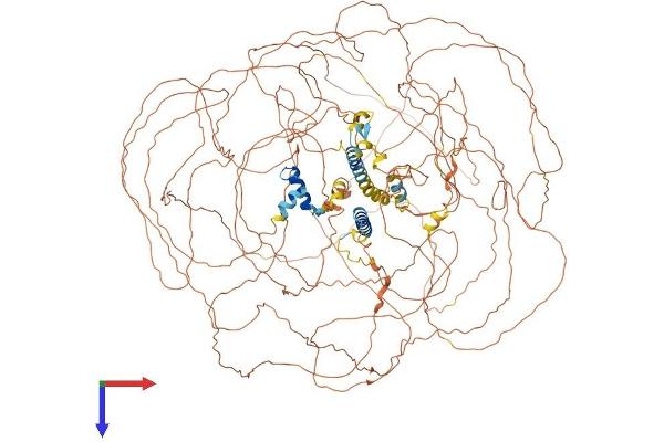 BCL9 Protein (AA 1-1425) (His tag)
